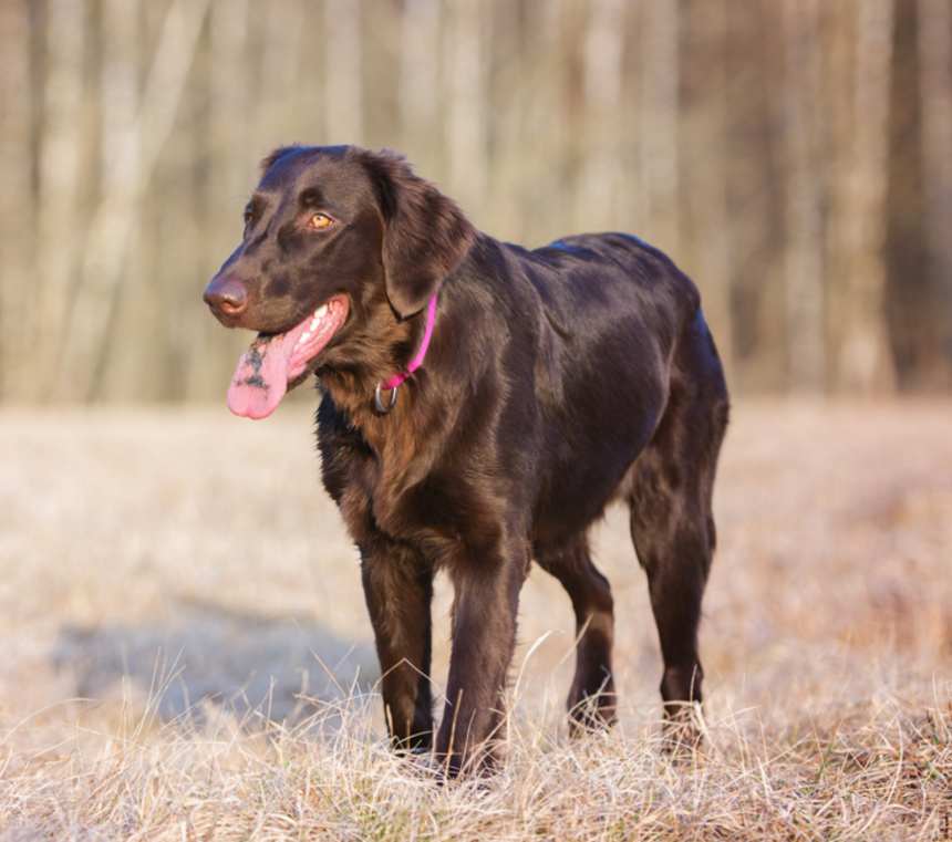 Do Flat-Coated Retrievers change color?