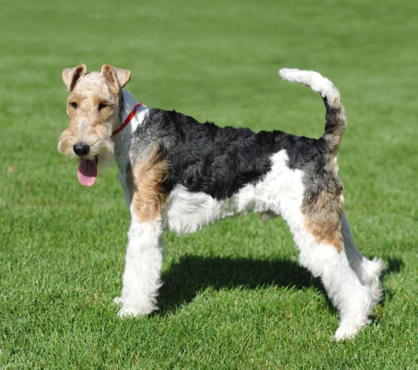 Are Wire Fox Terriers kid-friendly?