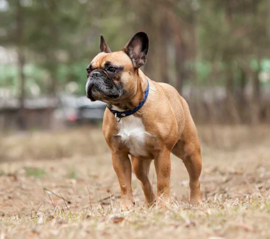 What is the rarest color of French Bulldog?