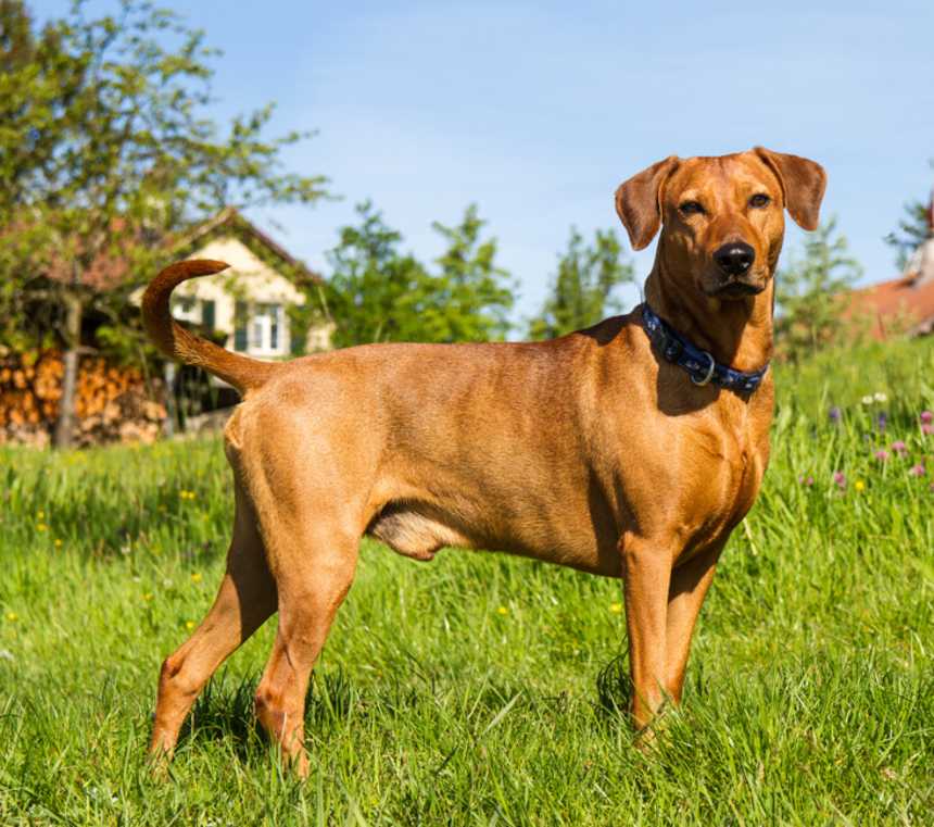 Do German Pinschers bark?