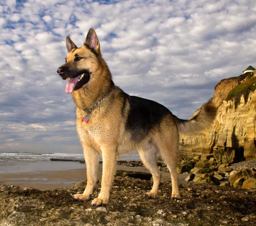 Are German Shepherds hypoallergenic?