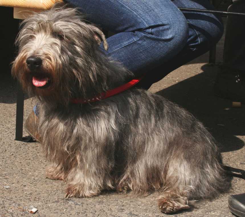 How many types of Glen of Imaal Terriers are there?