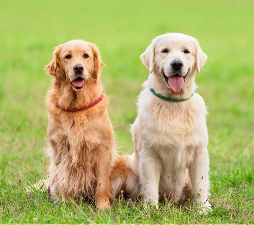 Can Golden Retrievers be black?
