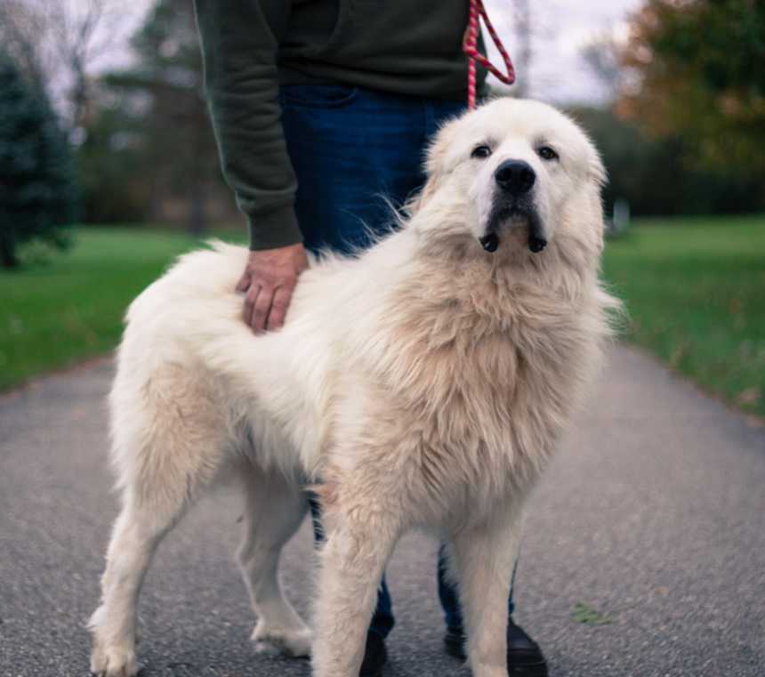 Do Great Pyrenees have health problems?