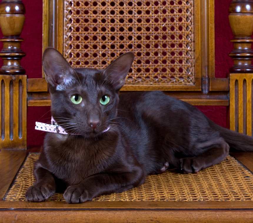 How long do Havana Brown cats live?
