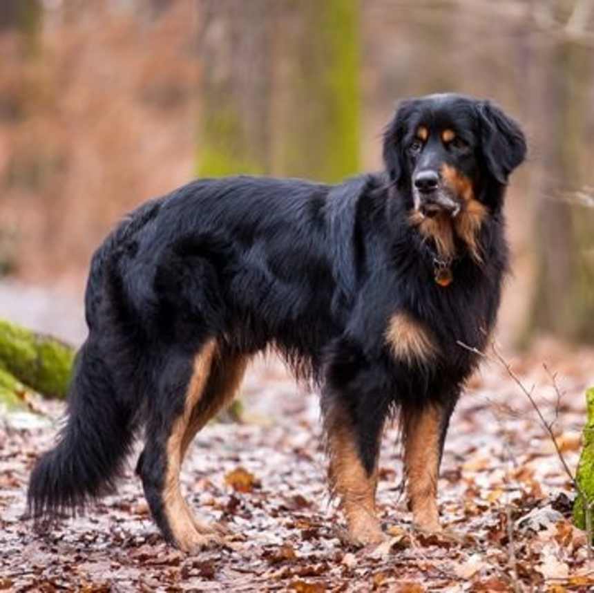 How many types of Hovawarts are there?