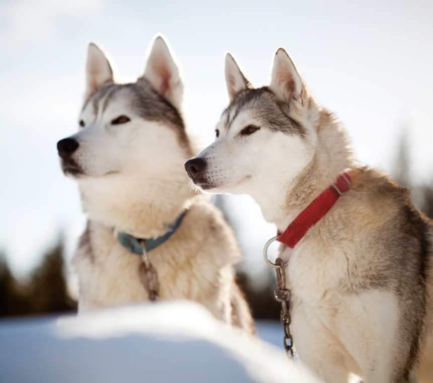 How many types of Huskies are there?