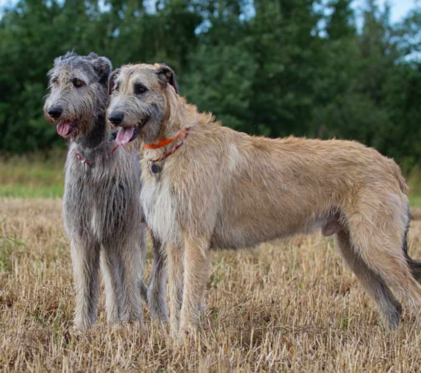 Do Irish Wolfhounds have health problems?