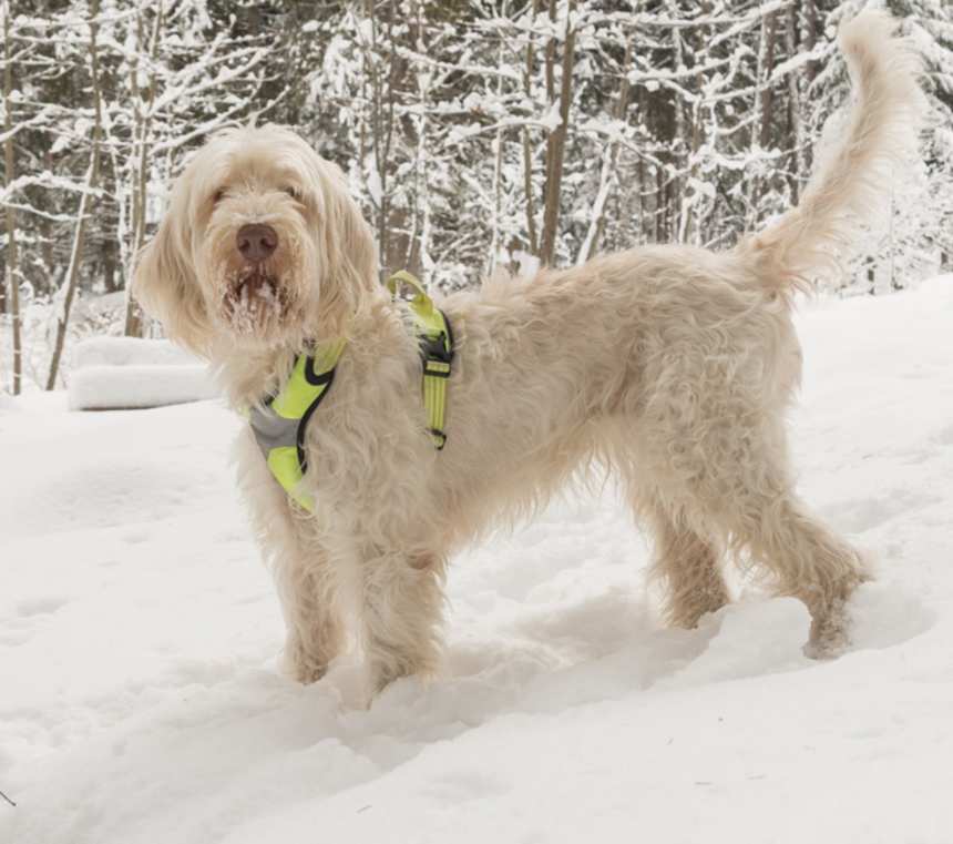 When do Italian Spinones stop growing?