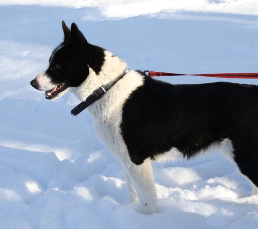 How many types of Karelian Bear Dogs are there?
