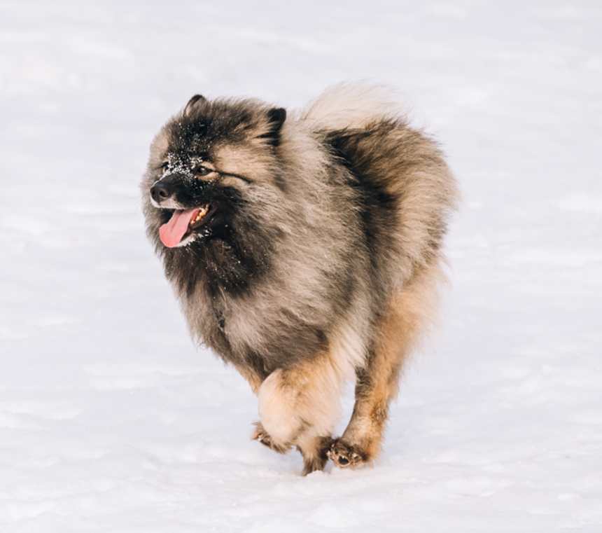 Is the Keeshond rare?