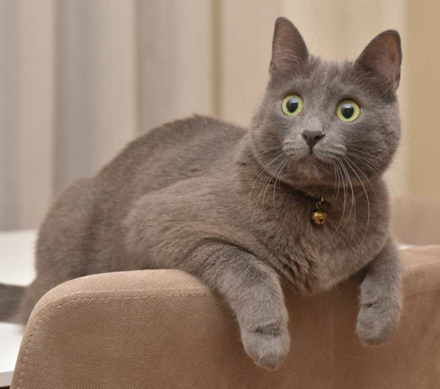 Are Korat cats good with other cats?