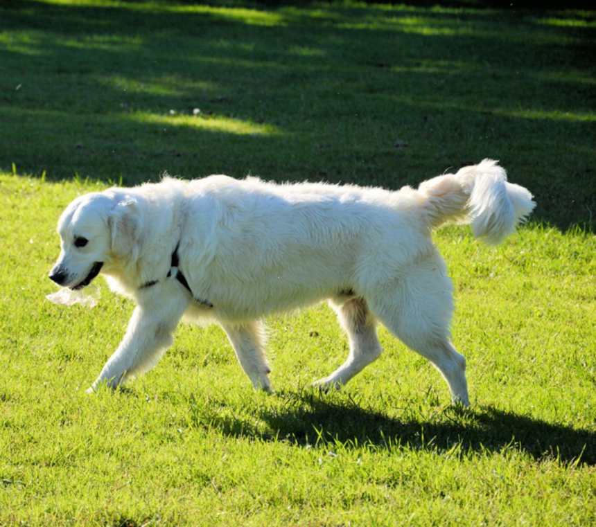Are Kuvasz dogs smart?