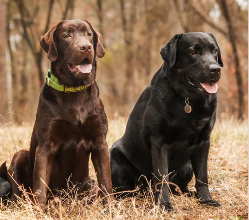 What are the different types of Labrador Retrievers?