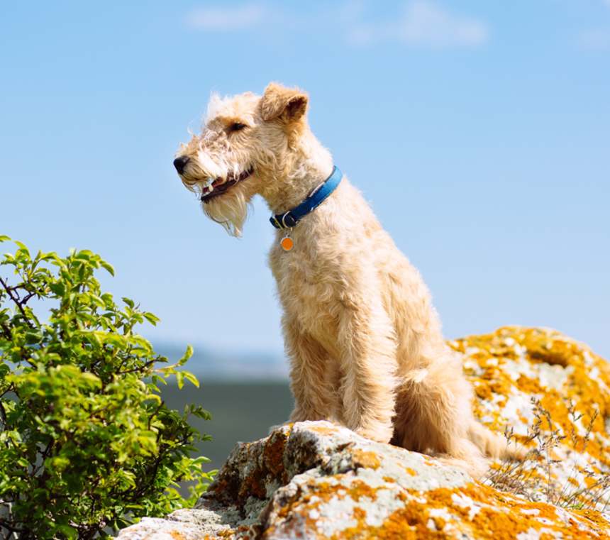 Do you need to groom a Lakeland Terrier?