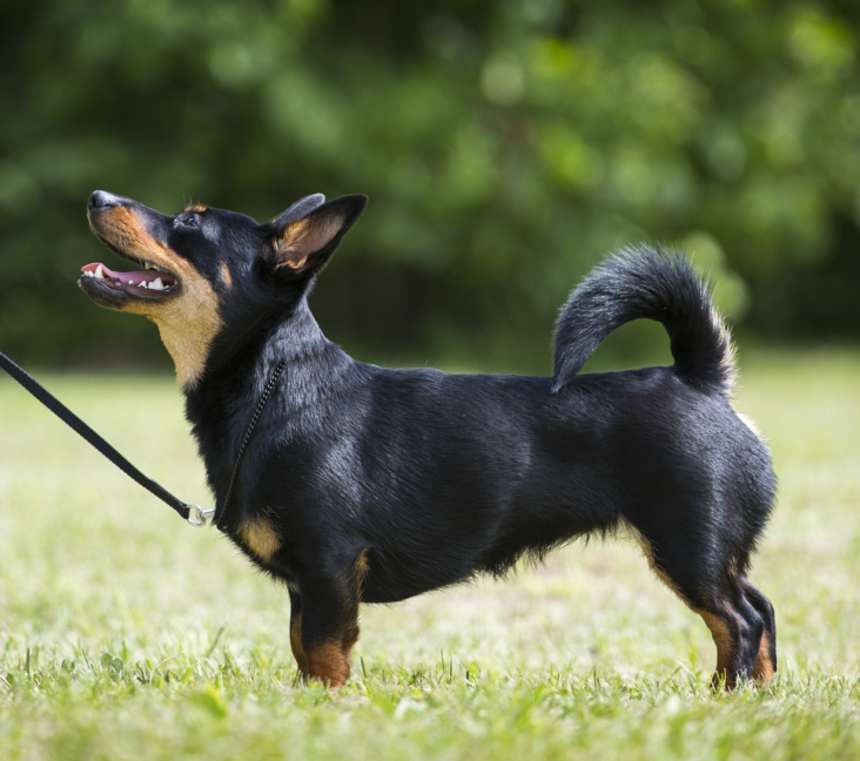 Are Lancashire Heelers good with kids?