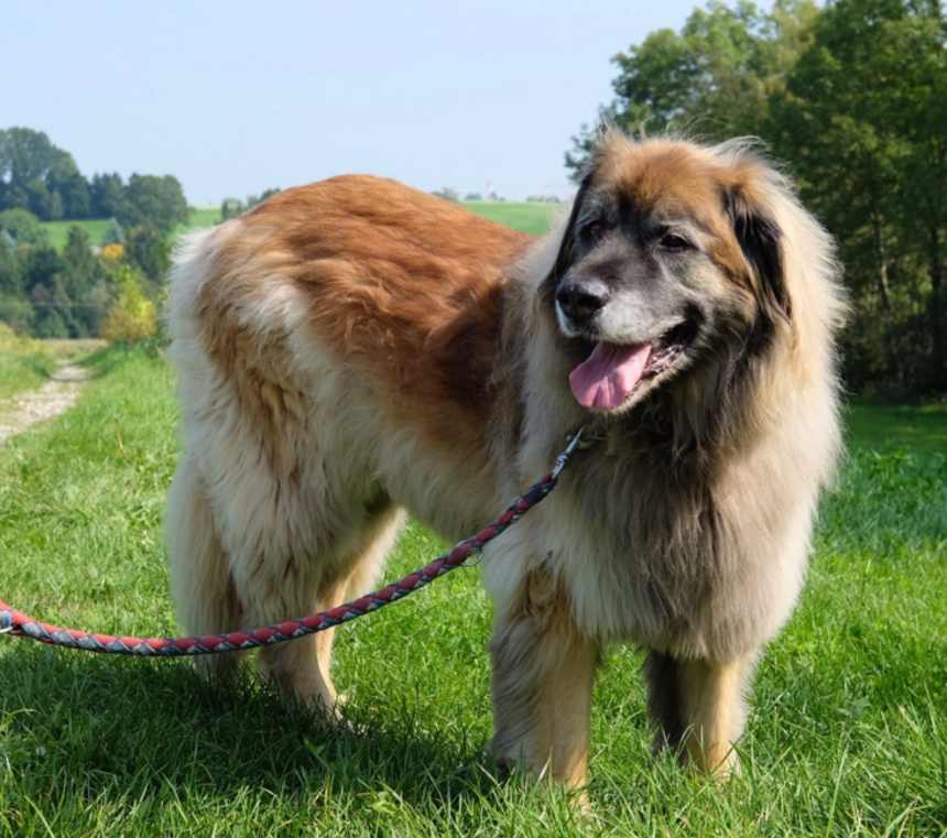 Are Leonbergers good with other dogs?