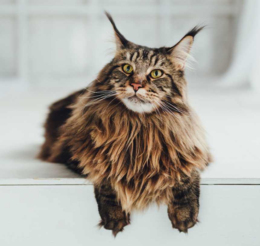 Do Maine Coons get along with other cats?