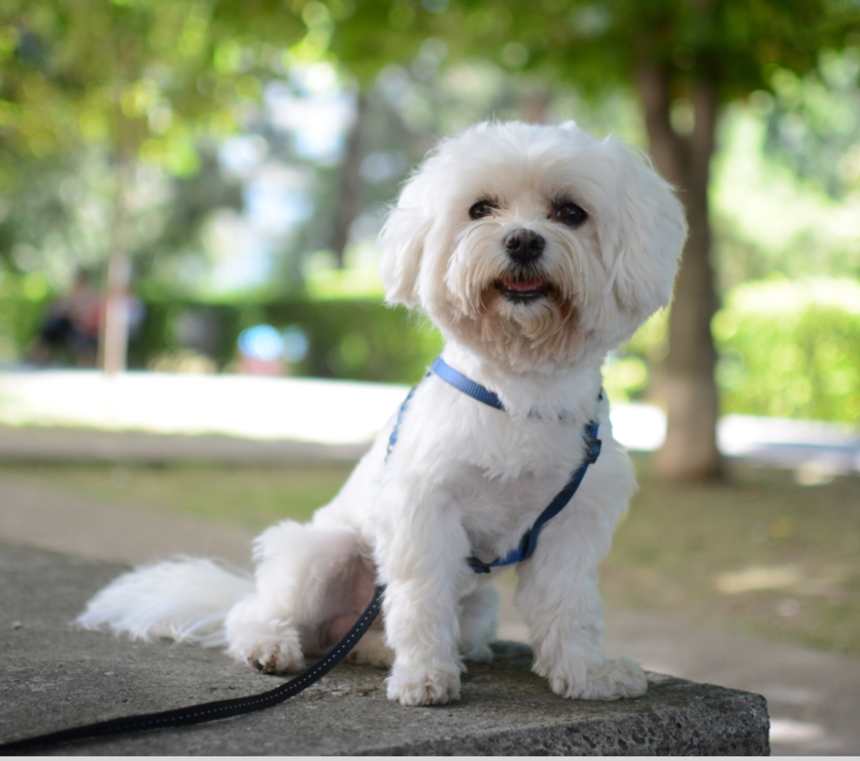 How many types of Maltese are there?