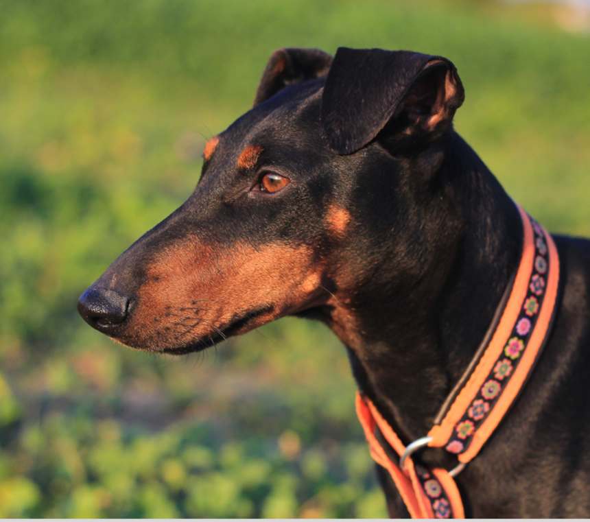How long do Manchester Terriers live?