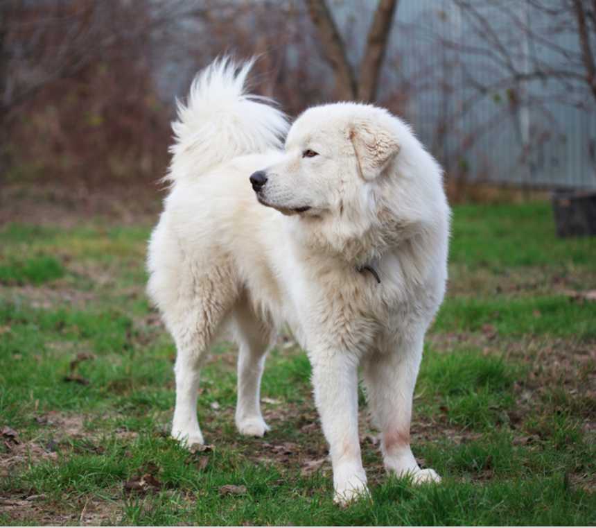 Is a Maremma the same as a Great Pyrenees?
