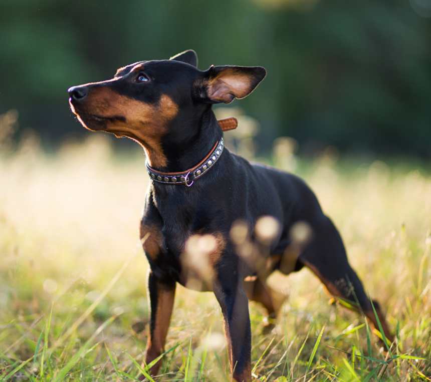 How long can a Miniature Pinscher be left alone?