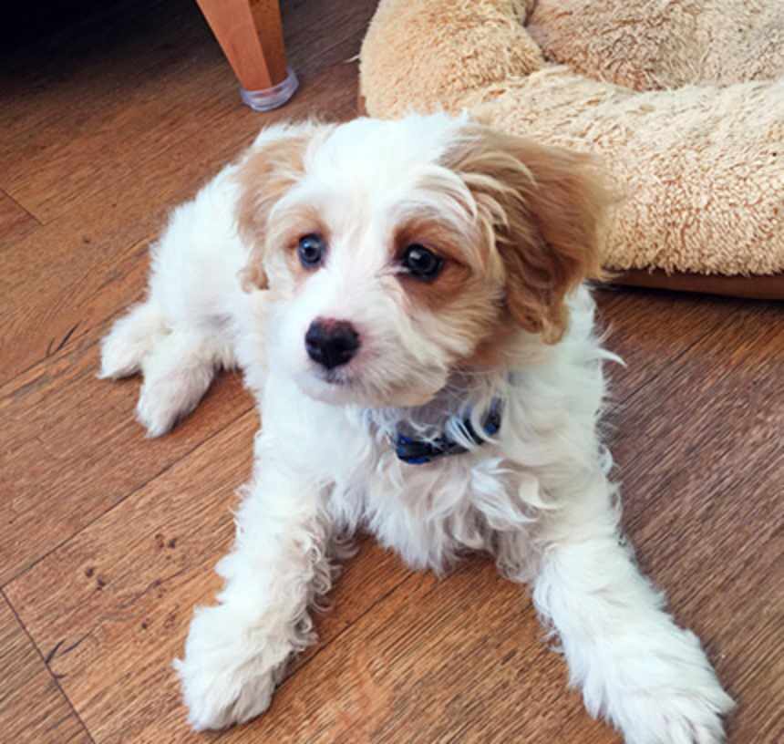 How long do Cavachons live?