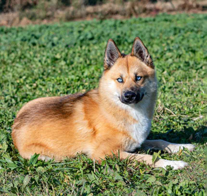 What does a Pomsky look like?