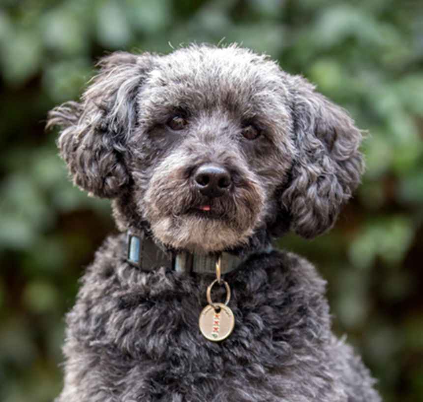 What do Schnoodles look like?
