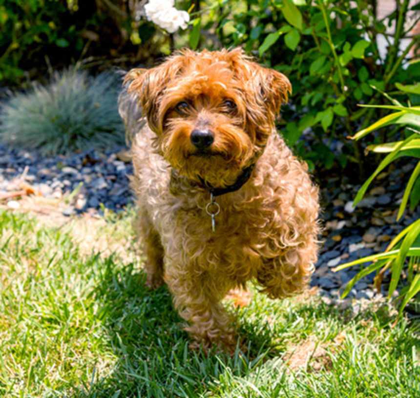 What kind of coat does a Yorkie Poo have?