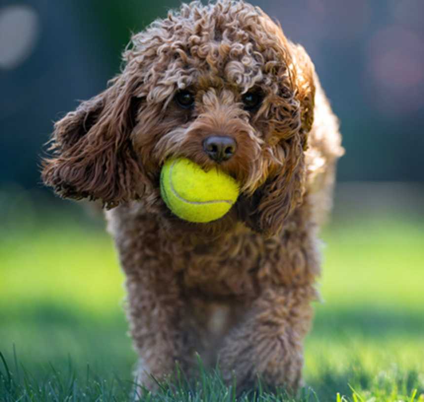 Are Cavapoos good family dogs?