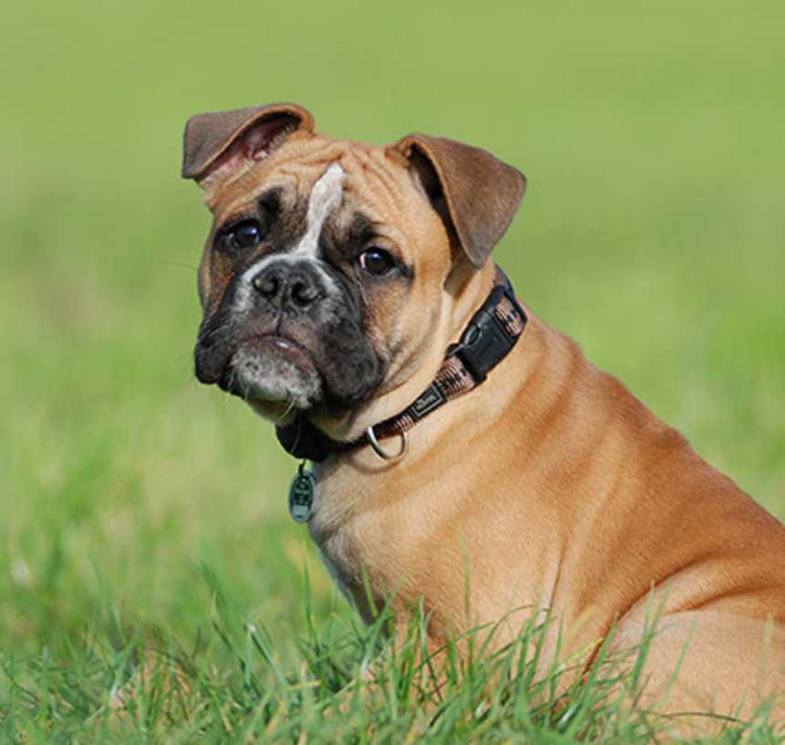 What colors do Olde English Bulldogges come in?