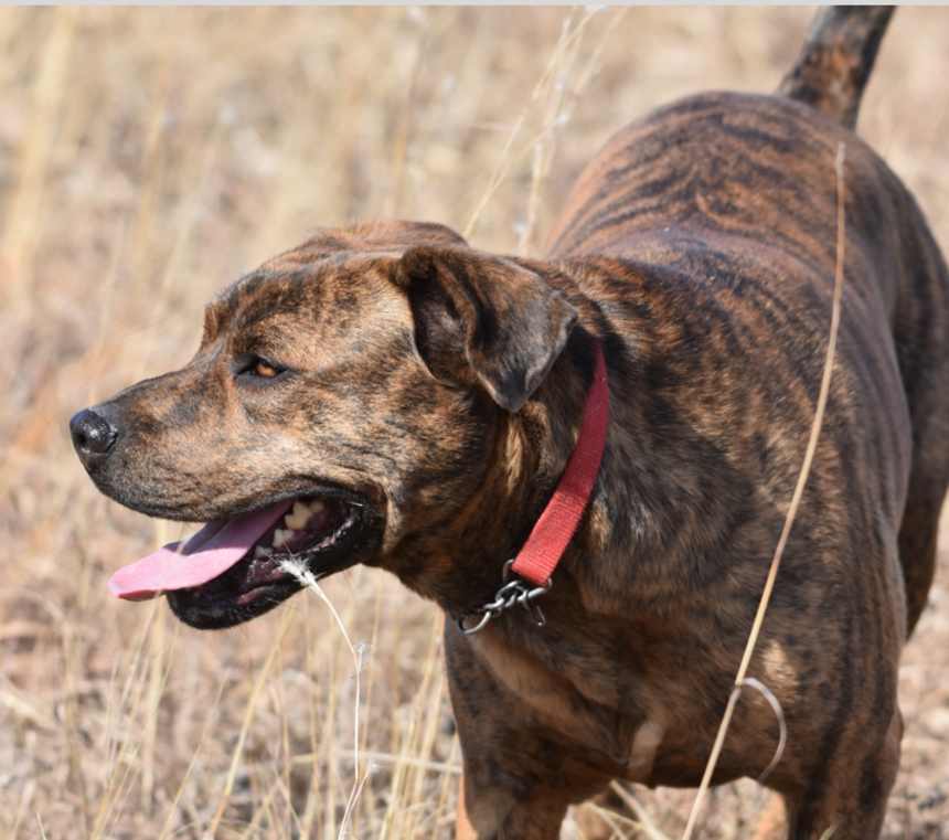 Is a Mountain Cur a Pit Bull?