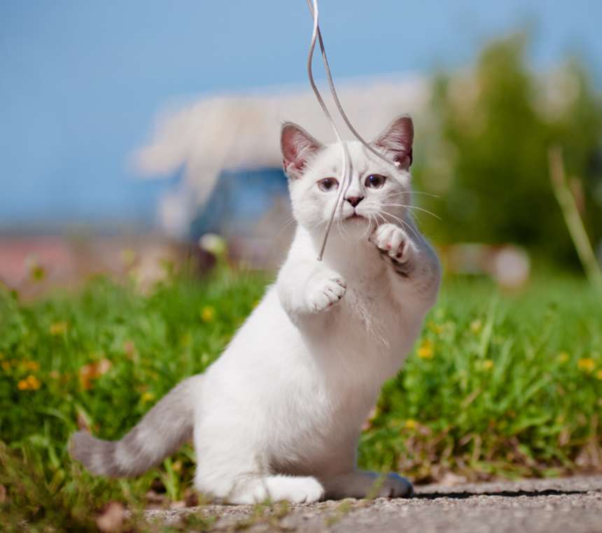 Are Munchkin cats good hunters?