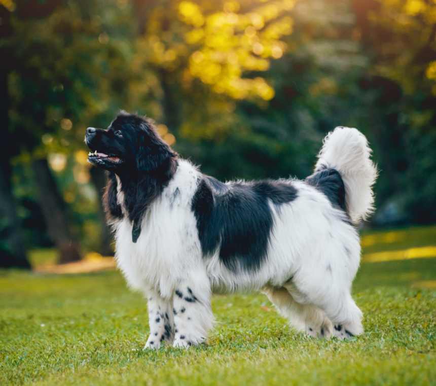 Are Newfoundlands healthy?