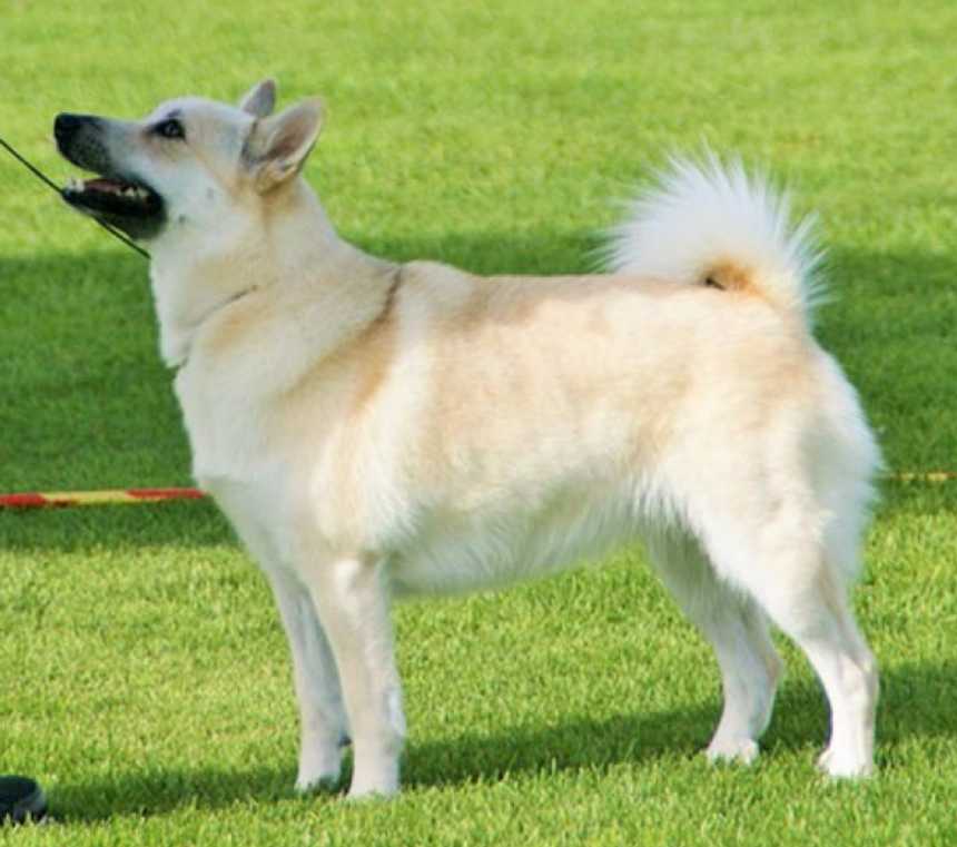 Are Norwegian Buhunds smart?