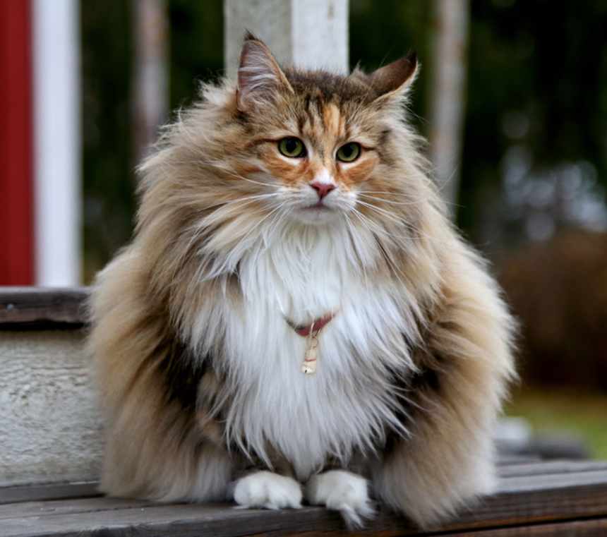 What color coat can a Norwegian Forest Cat have?