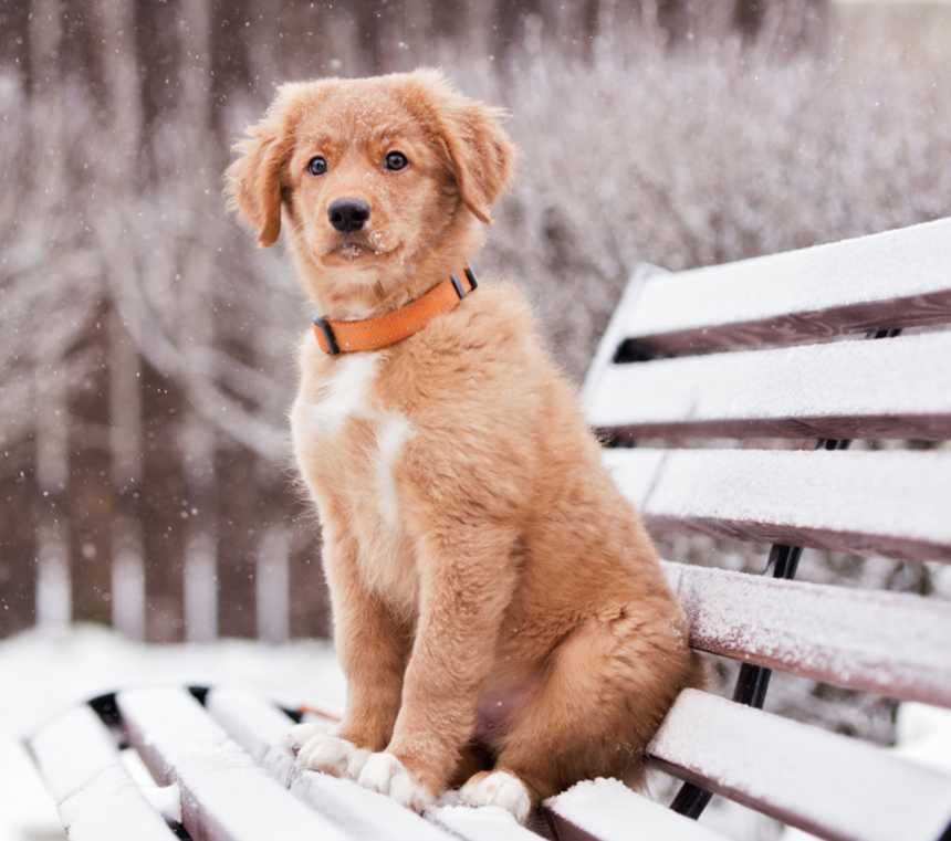 How much is a Nova Scotia Duck Tolling Retriever?