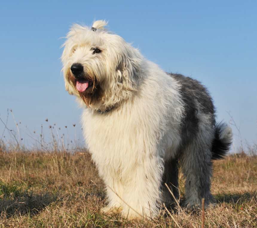 What color is an Old English Sheepdog?