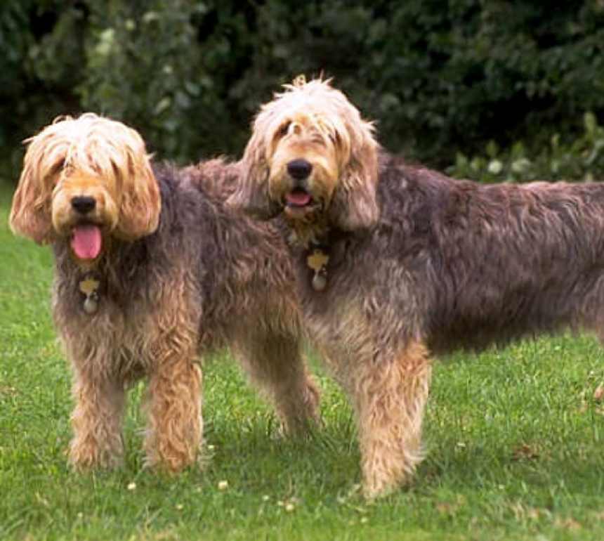 What is the average lifespan of an Otterhound?