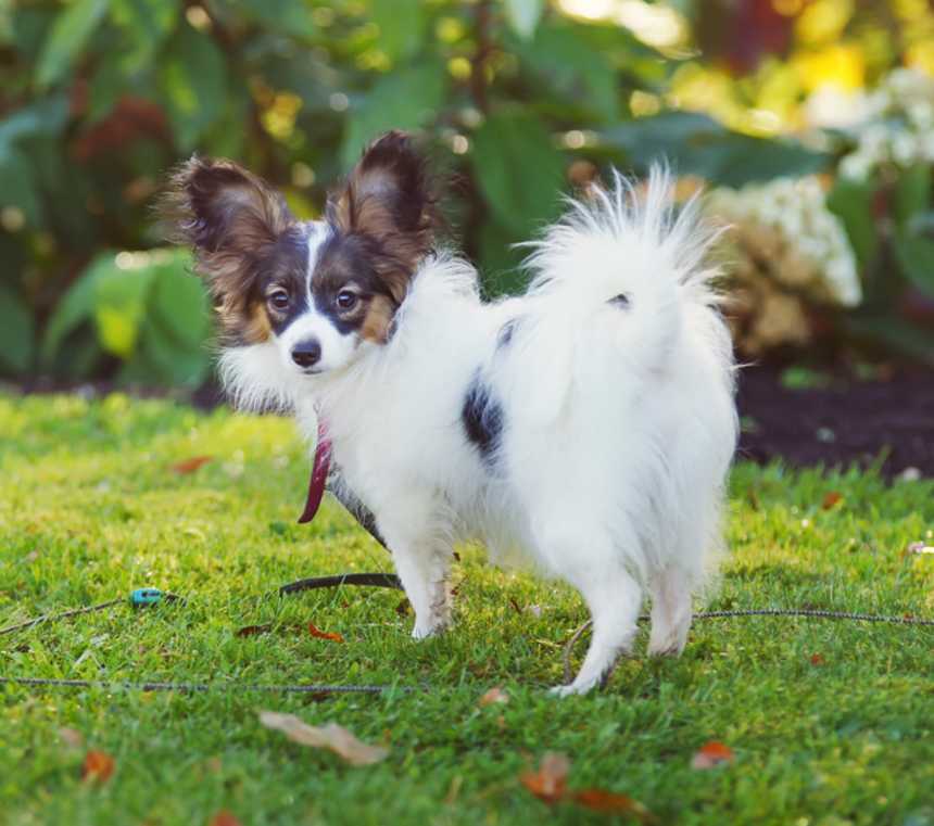 What were Papillons bred for?