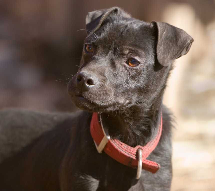 Are Patterdale Terriers good with cats?