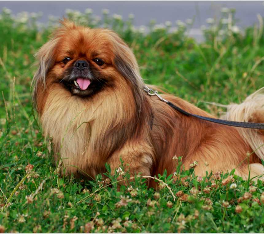 What does a Pekingese look like?