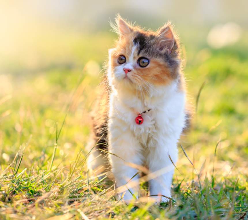 What are the different types of Persian cats?