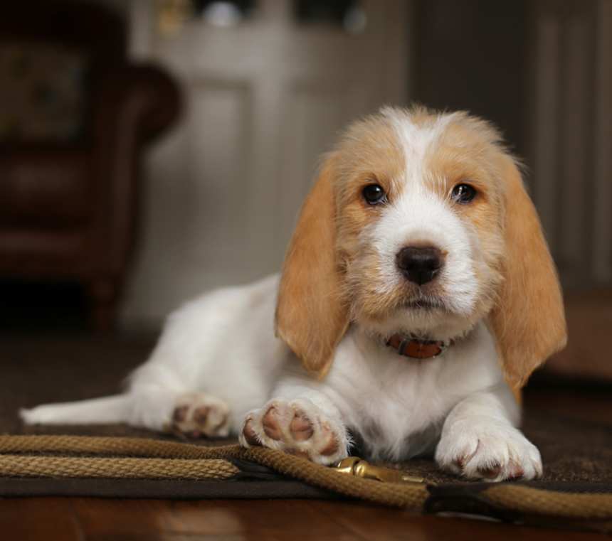 How many types of Petit Basset Griffon Vendeens are there?