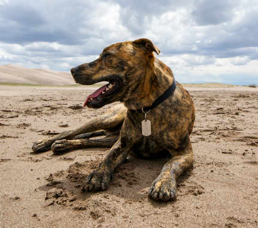 Are Plott Hounds good with kids?