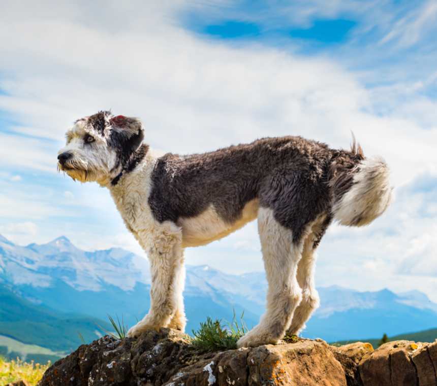 How much do Polish Lowland Sheepdogs bark?