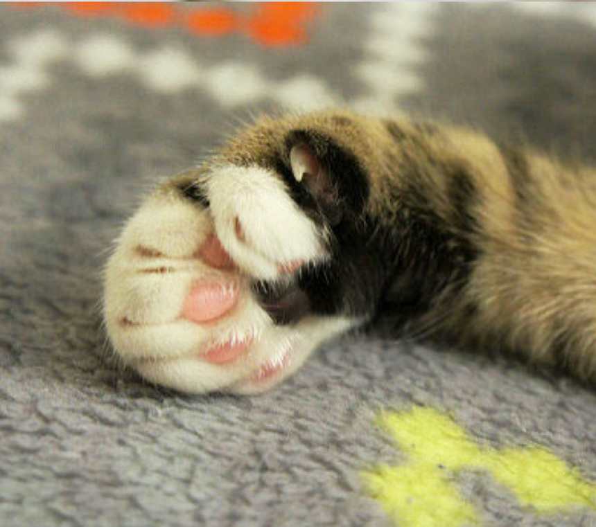 How many toes does a polydactyl cat have?