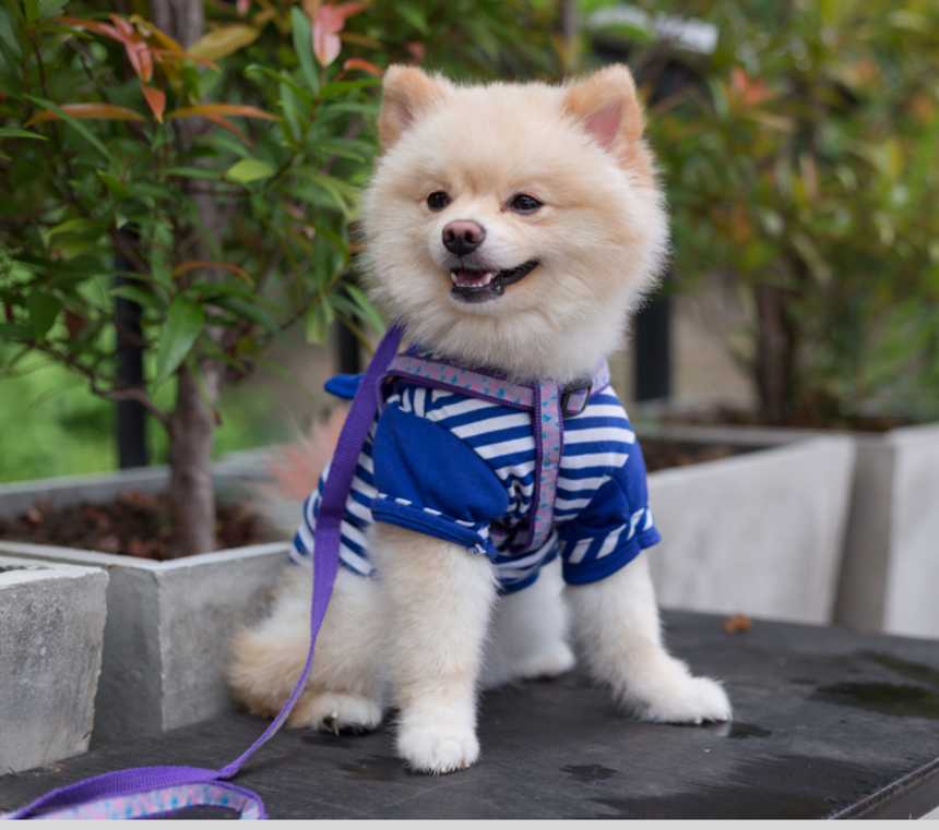 How many types of Pomeranians are there?