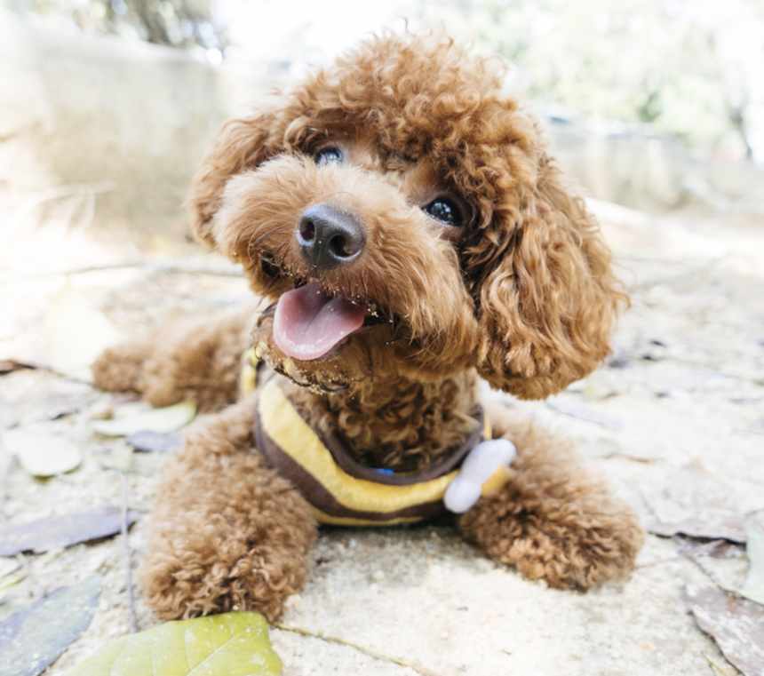 Are Toy Poodles good with kids?